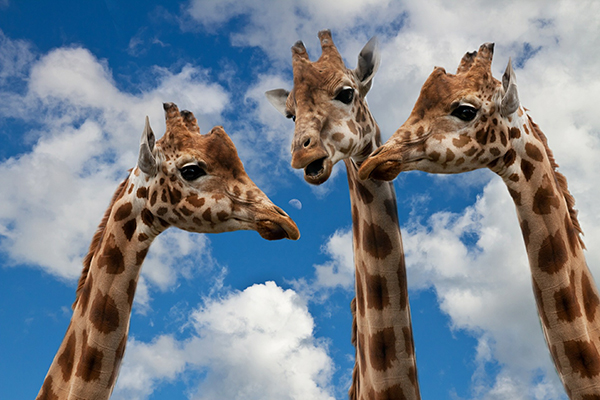 3 Giraffen betreiben Kommunikation auf Augen-Höhe